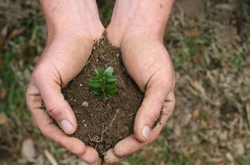 Ornamental Horticulture